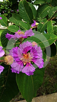 Lots of pollen on purple pink flowers with green leaves background