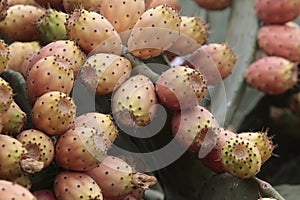 Lots of prickly pears in a prickly pear photo