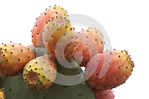 Lots of prickly pears in a prickly pear photo