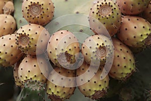 Lots of prickly pears in a prickly pear photo
