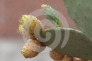 Lots of prickly pears in a prickly pear photo