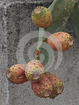 Lots of prickly pears in a prickly pear photo