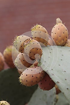 Lots of prickly pears in a prickly pear photo