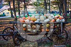 Lots of pumpkins in a wagon