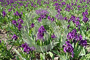 Lots of purple flowers of dwarf irises i