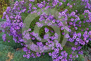 Lots of purple flowers of New England aster photo