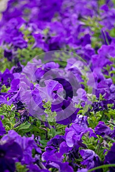 Lots of purple petunias with green leaves growing in flower garden. Field of flowers planted