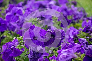 Lots of purple petunias with green leaves growing in flower garden. Field of flowers planted