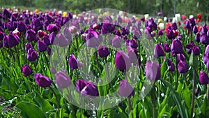 Lots of purple tulips. Background of tulips in the park. The texture is natural. Slow motion flowers