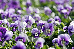 Lots of Purple Violas photo