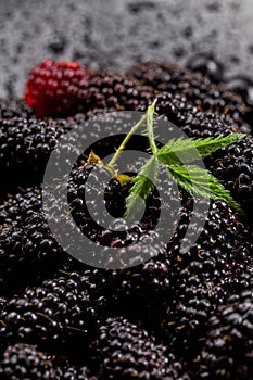 Lots of raw blackberries with leaf