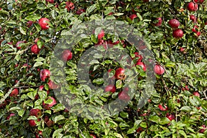 Lots of red apples on the apple tree