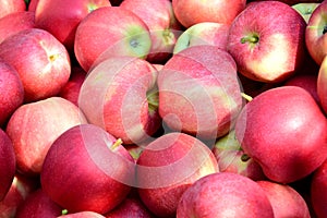 Eine menge aus exzellent saftig Äpfel im herbst die sonne nach apfel Ernte Süd Tirol a Texturen 