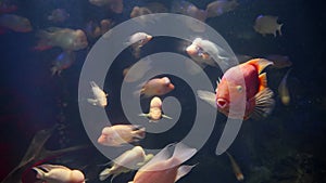 Lots of red and pink fishes with big foreheads swimming in aquarium. Abstract underwater background or backdrop.