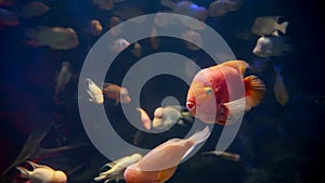 Lots of red and pink fishes with big foreheads swimming in aquarium. Abstract underwater background or backdrop