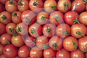 Lots of red tomatoes. View from above. A background of tomatoes