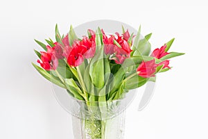 A lots of red tulip flowers