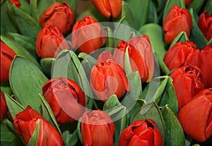 Lots of red tulips . Blooming tulips. Spring flowers. Red tulips with green leaves in the garden.