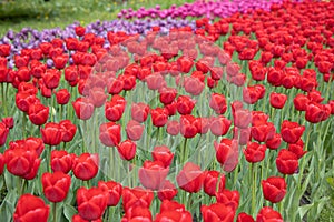 Lots of red tulips. Field of tulips.