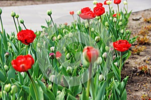 Lots red tulips. spring in an urban environment