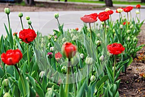 Lots red tulips. spring in an urban environment