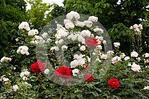 Lots of red and white roses in the garden. Gardening, growing roses.