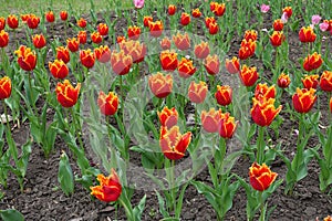 Lots of red and yellow fringed flowers of tulips