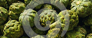 Lots of ripe fresh artichokes