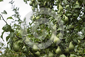 Lots of ripe green pears growing on a tree, useful autumn fruits