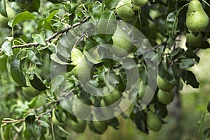 Lots of ripe green pears growing on a tree, useful autumn fruits