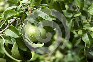 Lots of ripe green pears growing on a tree, useful autumn fruits