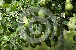 Lots of ripe green pears growing on a tree, useful autumn fruits