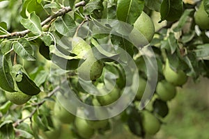 Lots of ripe green pears growing on a tree, useful autumn fruits