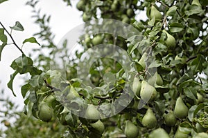 Lots of ripe green pears growing on a tree, useful autumn tasty fruits