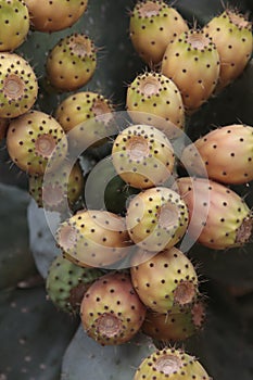 Lots of prickly pears in a prickly pear photo