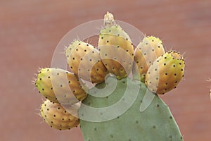 Lots of prickly pears in a prickly pear photo