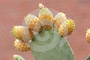 Lots of prickly pears in a prickly pear photo