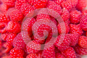 Lots of ripe raspberries. Bright crimson berries. Harvest