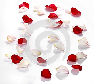 Lots of rose petals over white