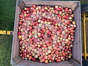 Lots of royal gala apples sitting in picking bin