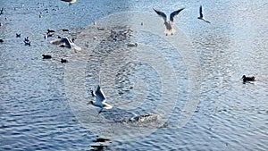 Lots of seagulls flying above the water surface of lake in park