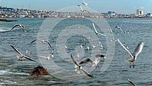 Lots of seagulls flying and landing on the sea water at city harbor