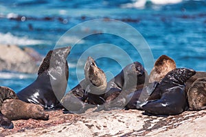 Lots of seals on a Hout Bay seal island in Cape Town