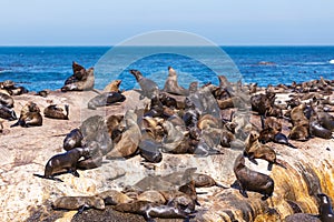 Lots of seals on a Hout Bay seal island in Cape Town