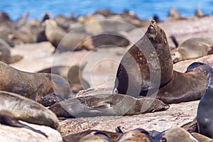 Lots of seals on a Hout Bay seal island in Cape Town