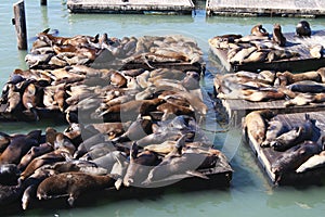 Lots of seals lying in a pile at San Francisco harbor Pier 39