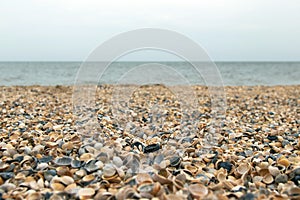 Lots of seashells on the beach selective focus. Close-up