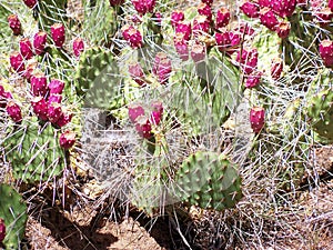 Prickley pear cactus and red fruit