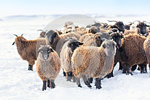Lots of sheep in the winter snowy field in Iceland