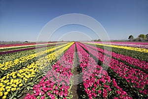 Lots of single colored tulip flowers on a blue sky